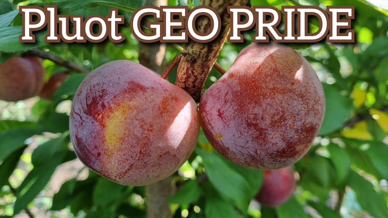 ПЛУОТ ГЕО ПРАЙД / PLUOT GEO PRIDE