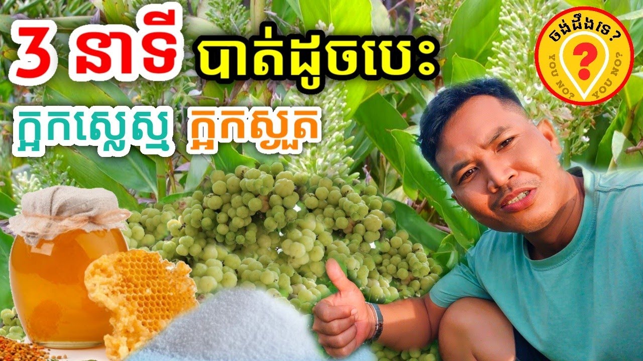 ថ្នាំក្អកស្លេស ក្អកស្ងួត ក្អករបេង ថ្នាំក្អក Best Khmer Traditional Medical Plants 2022