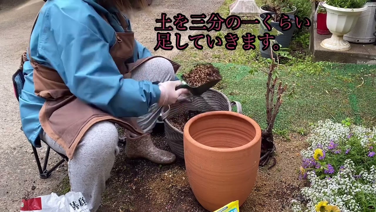 オモシロくーちゃん達の暮らしと美しい牡丹の植え替え🌸😸