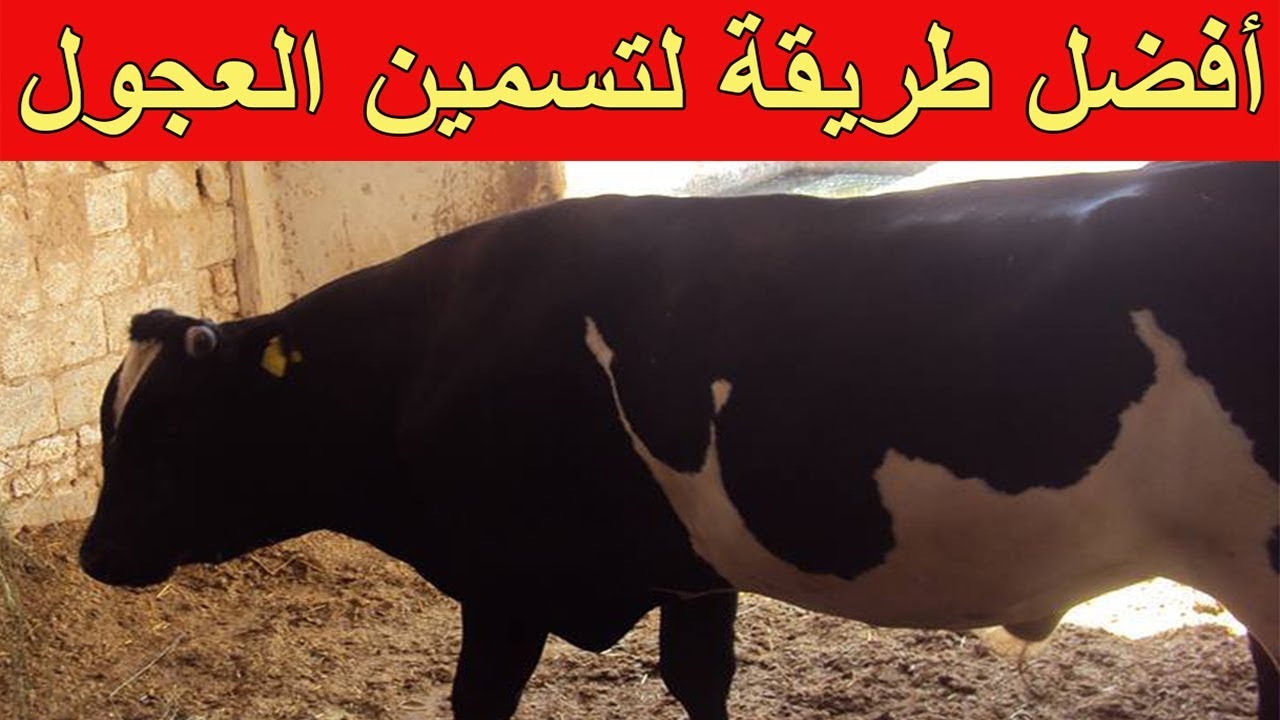 كيفية تسمين العجول على الأعلاف الجافة بطريقة علمية وبسيطة مع الدكتور أشرف الصبراوي