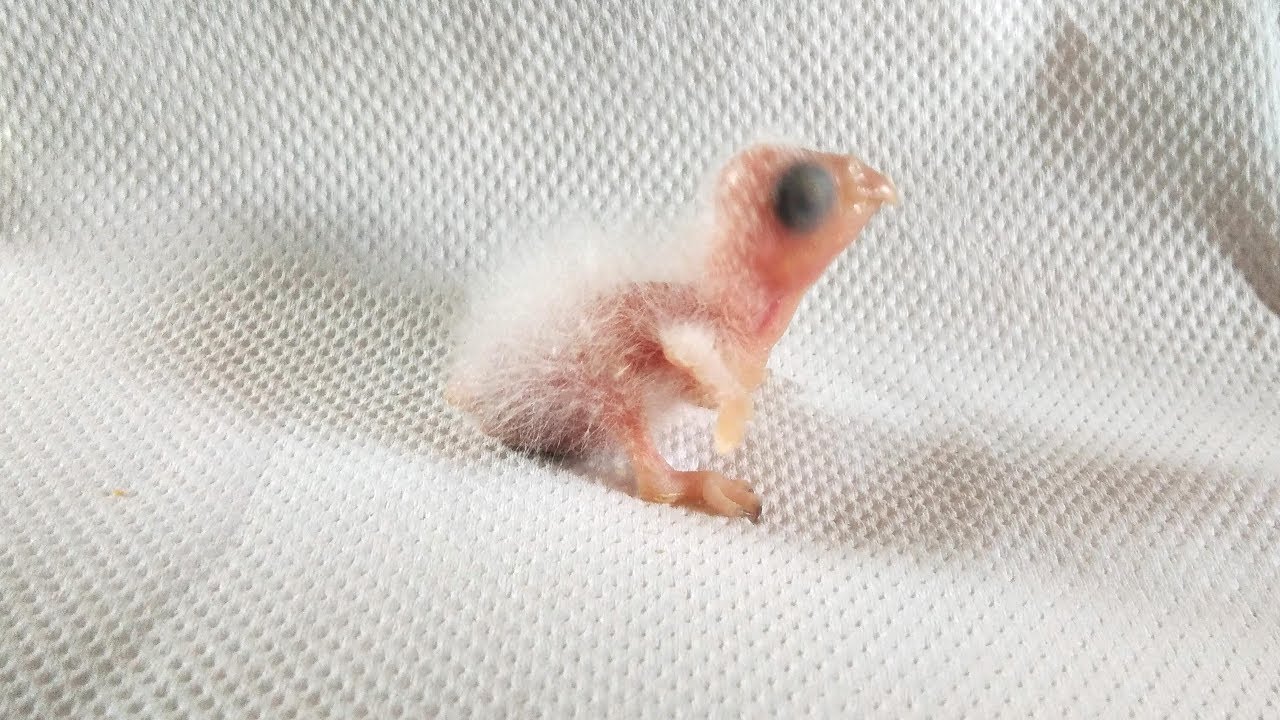 Hand feeding Parrot conure chicks easily  using DIY syringe