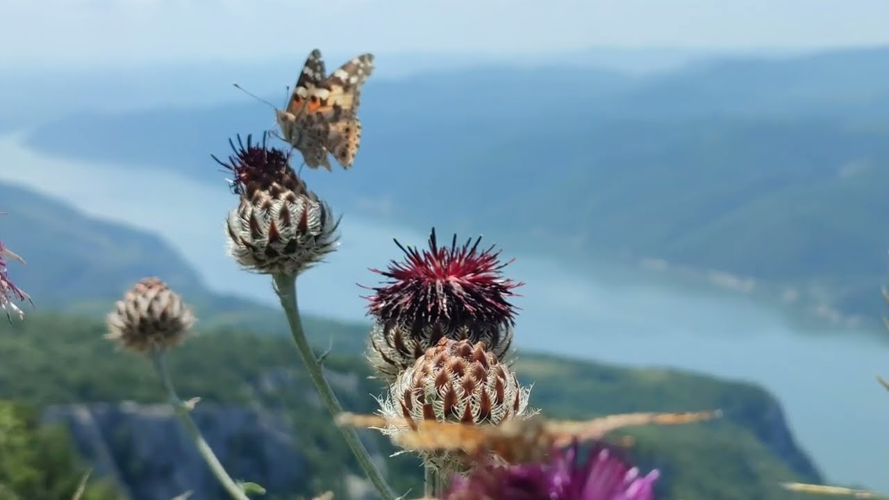 Veliki Štrbac, pešačenje na najviši vrh Miroč planine