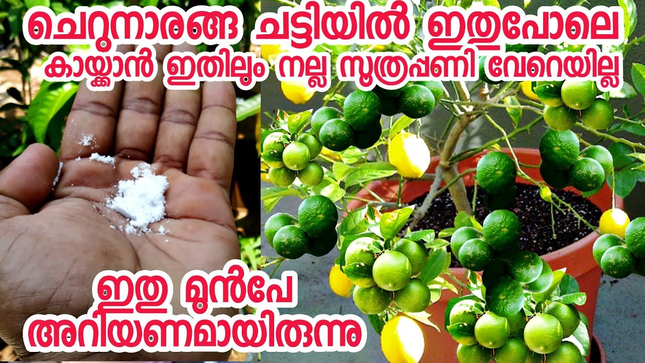 ഏതു കായ്ക്കാത്ത ചെറുനാരകവും കായിപ്പിക്കാൻ ഇതു അല്പം മതി|cherunaraka krishi|lemon krishi in malayalam
