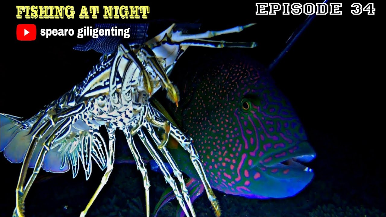 NIGHT SPEARFISHING EPISODE 34 | FISH HUNTING AT NIGHT