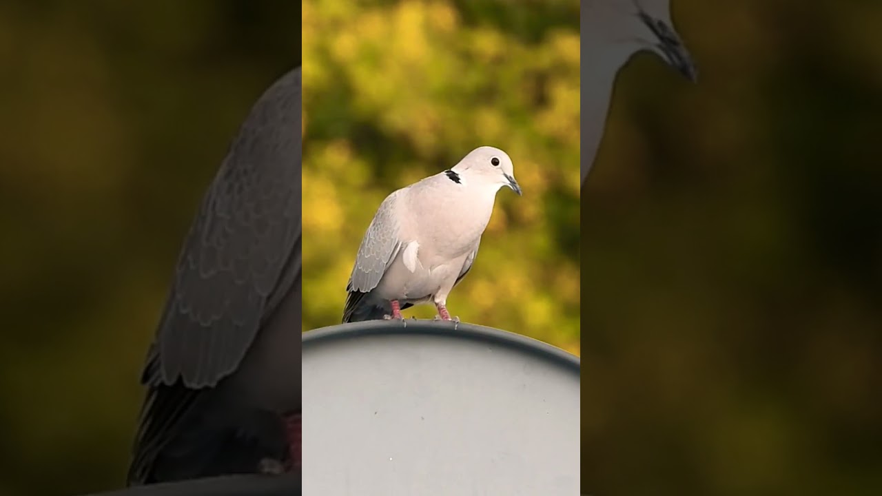 Dove call/sound #birdwatching #naturesounds #shortsvideo#short
