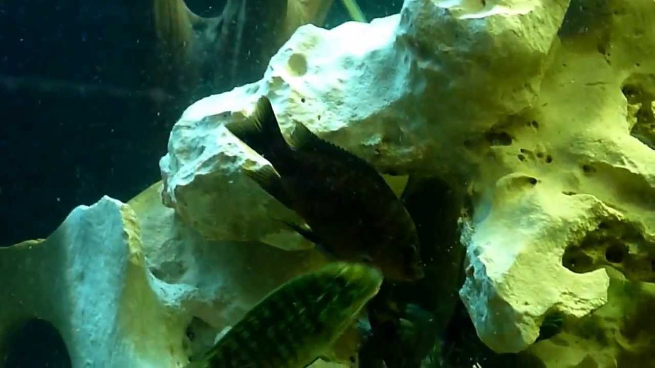 Petro Macro Green Kasanga, F1 Petro Red, Petro Flametail