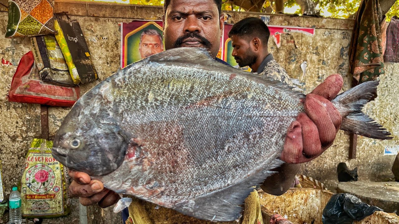 KASIMEDU 🔥 SPEED SELVAM | BIG POMFRET FISH CUTTING VIDEO | 4K VIDEO | CS FISH CUTTING