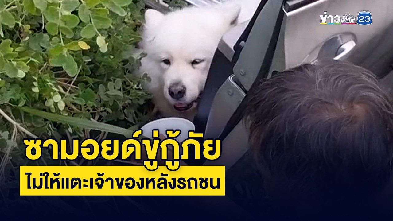 “ซามอยด์หวงเจ้าของ!” สาวขับเก๋งชนเสาไฟฟ้าปทุมฯ กู้ภัยเข้าช่วยไม่ได้ เพราะน้องหมาขู่ไม่ให้เข้าใกล้