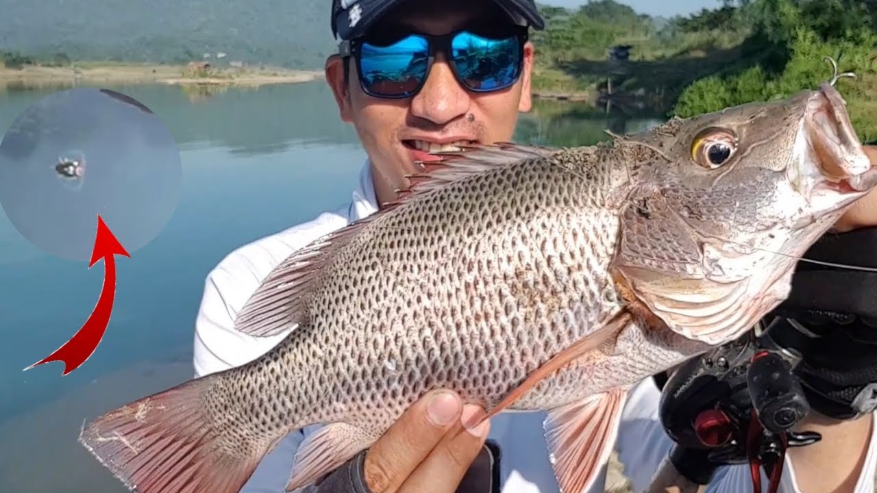 Mangrove Snapper Fishing