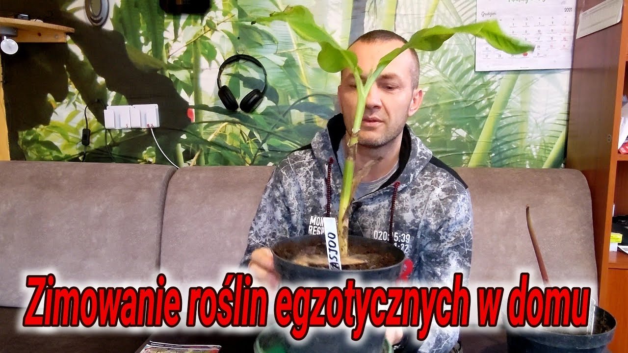 Jak zimować małe rośliny egzotyczne w domu. Bananowce, alokazje, palmy itd, doświetlanie, miejsce.