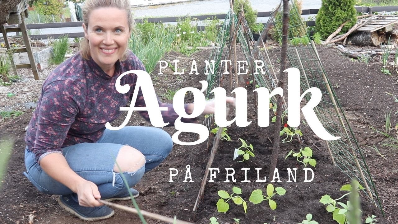 Planter agurk på friland | Med gressdekke og klatrestøtte