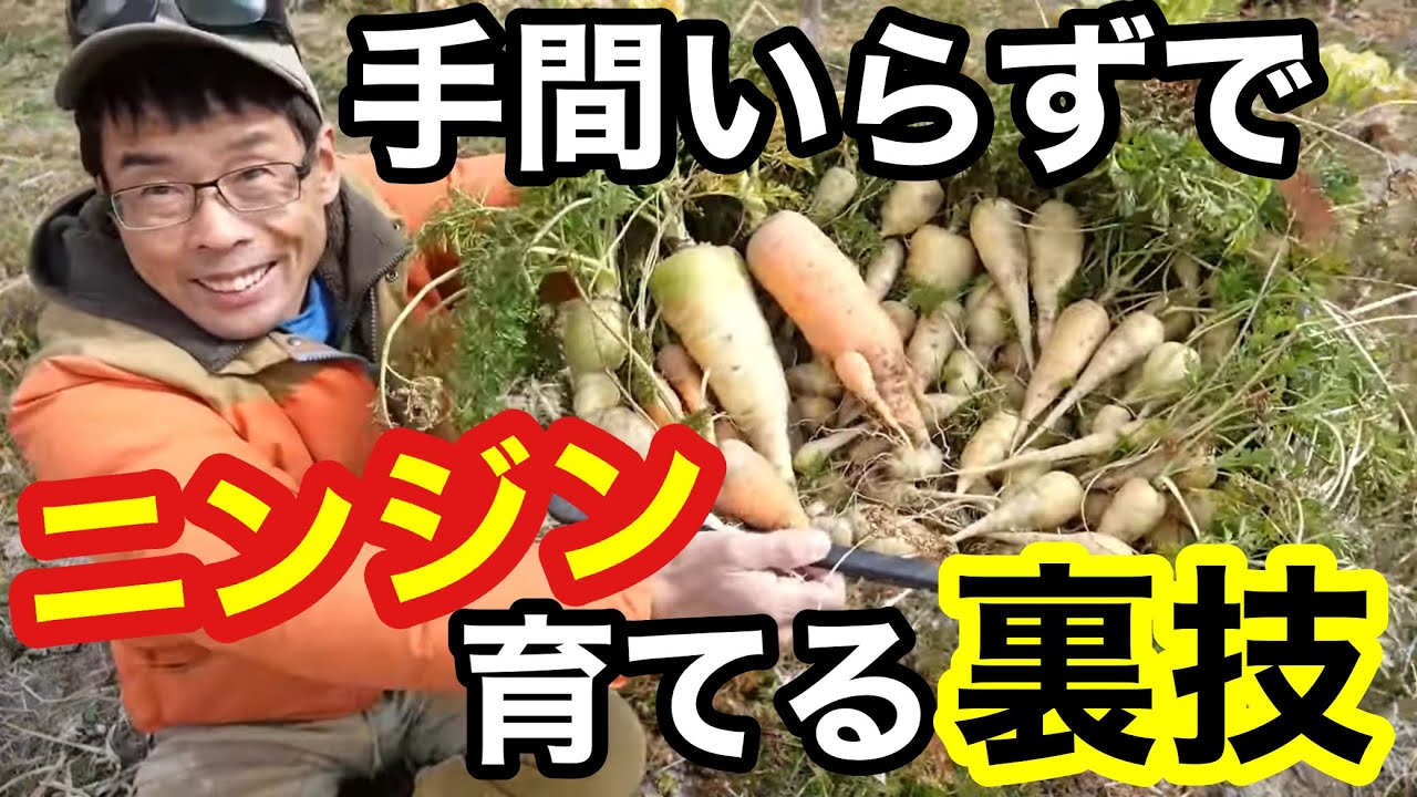 【自然農のニンジン栽培】雑草化させて手間いらずで育てる裏ワザ《家庭菜園/自給農/無農薬/無施肥/人参/自家採種》