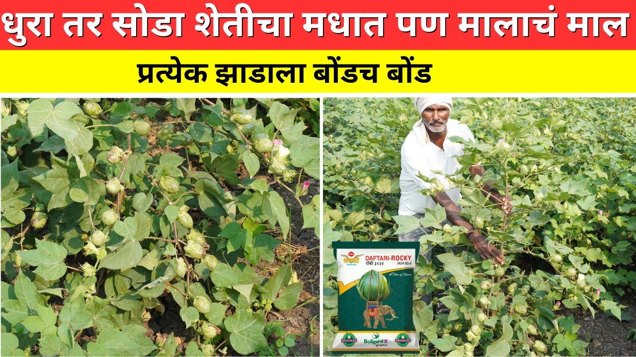 प्रत्येक झाडाला टपोरे आणि एकसमान वजनदार बोंड #cotton