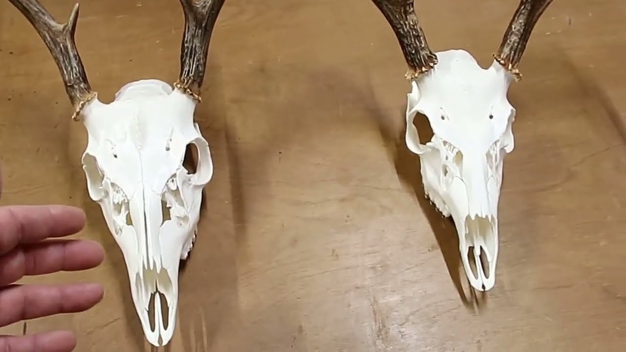 Euro Skull Mounts With 3% Peroxide