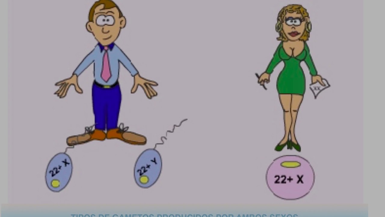 Genética humana - 4eso