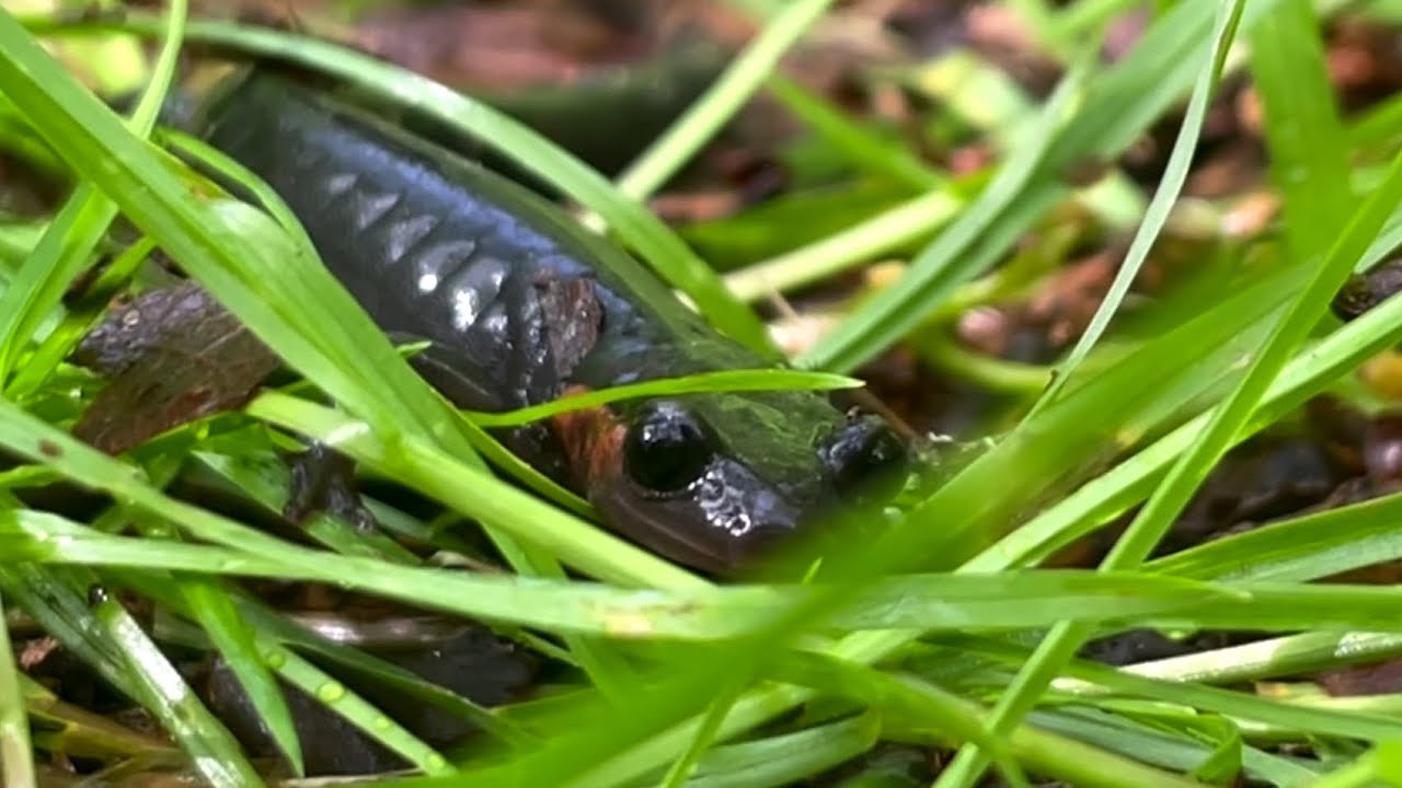 Red Cheeked Salamander!