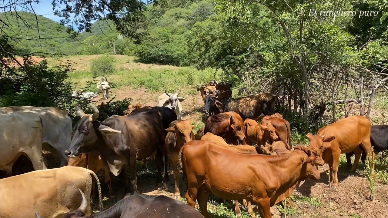 Llevando sal al ganado🐂 revisado que estén bien🤠👋👋🍀✅✅✅#rancho #vidaenelcampo 