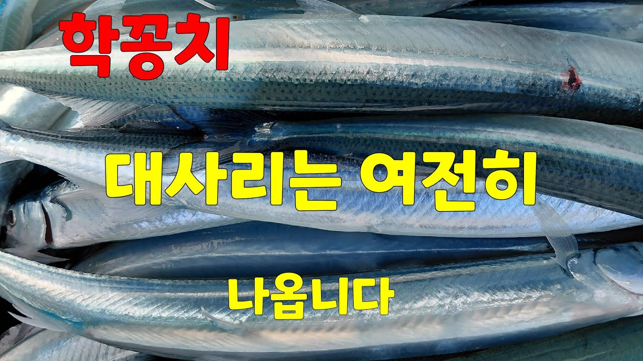 학꽁치   대사리는 여전히 나옵니다