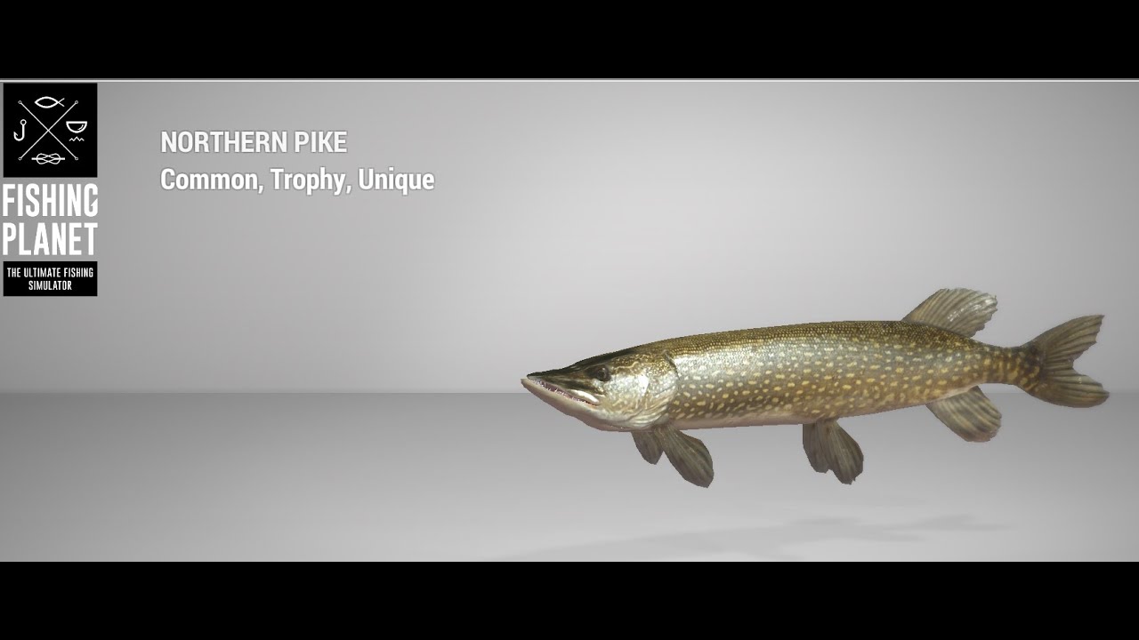 Fishing Planet - Saint Croix Lake - Unique - Northern Pike - Bottom