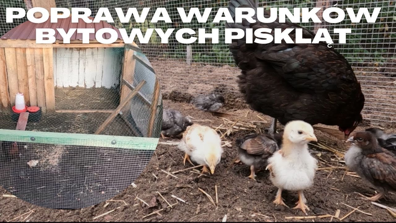 Ulepszenia u piskląt