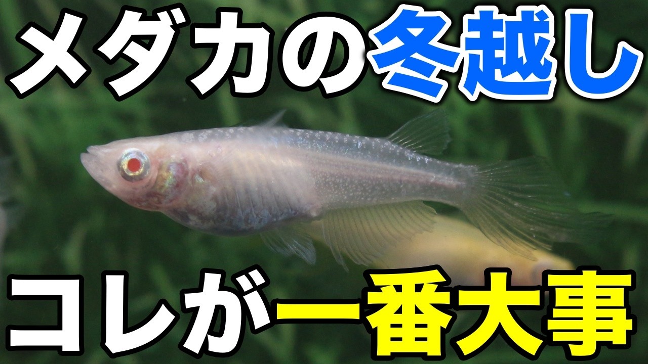 【初めての冬】メダカの越冬成功のコツと重要なポイントを紹介します！
