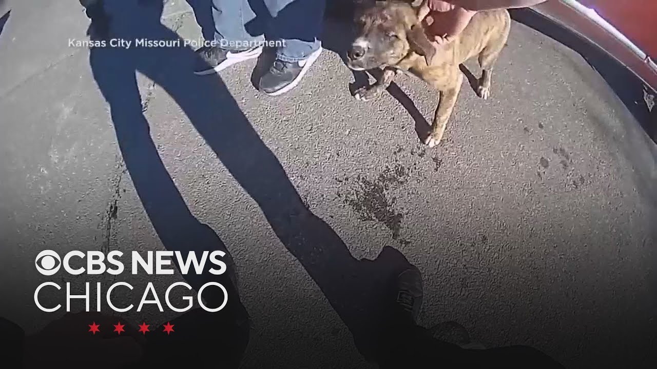Dog helps police reunite toddler with family