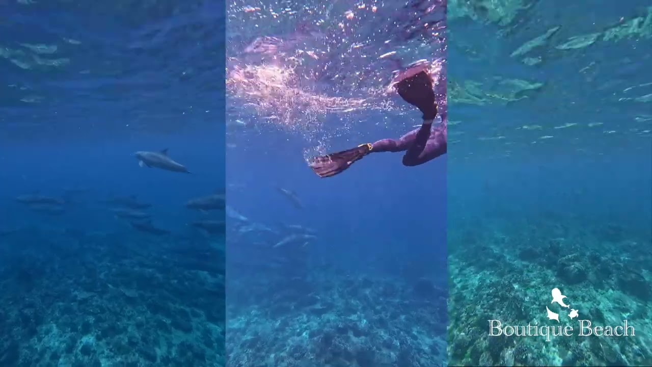 17.03.25 - Whale Shark & Dolphins. Dives at Rangali Reef & Dhdhdoo Beyru near Dhigurah - Maldives.
