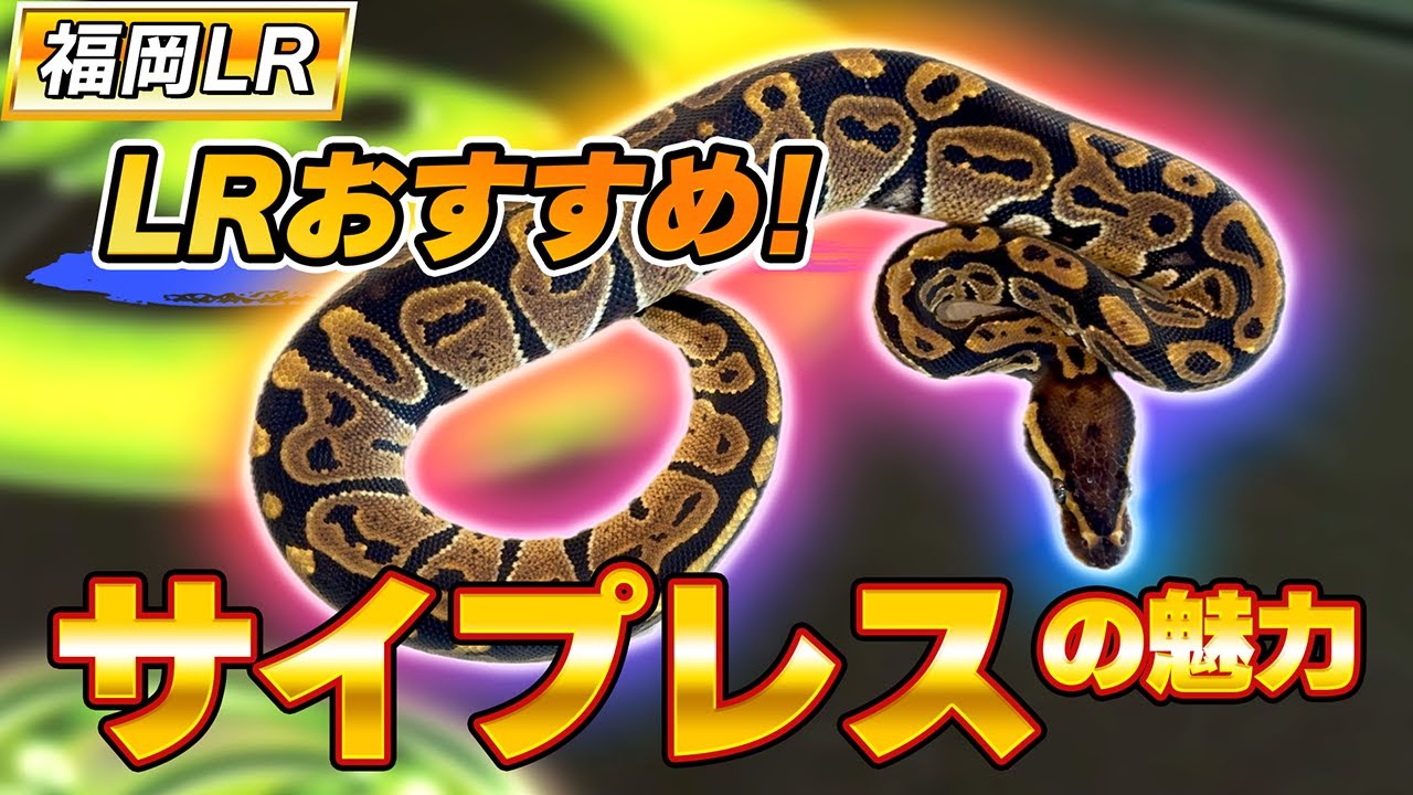 #56 ボールパイソン サイプレスの魅力‼️