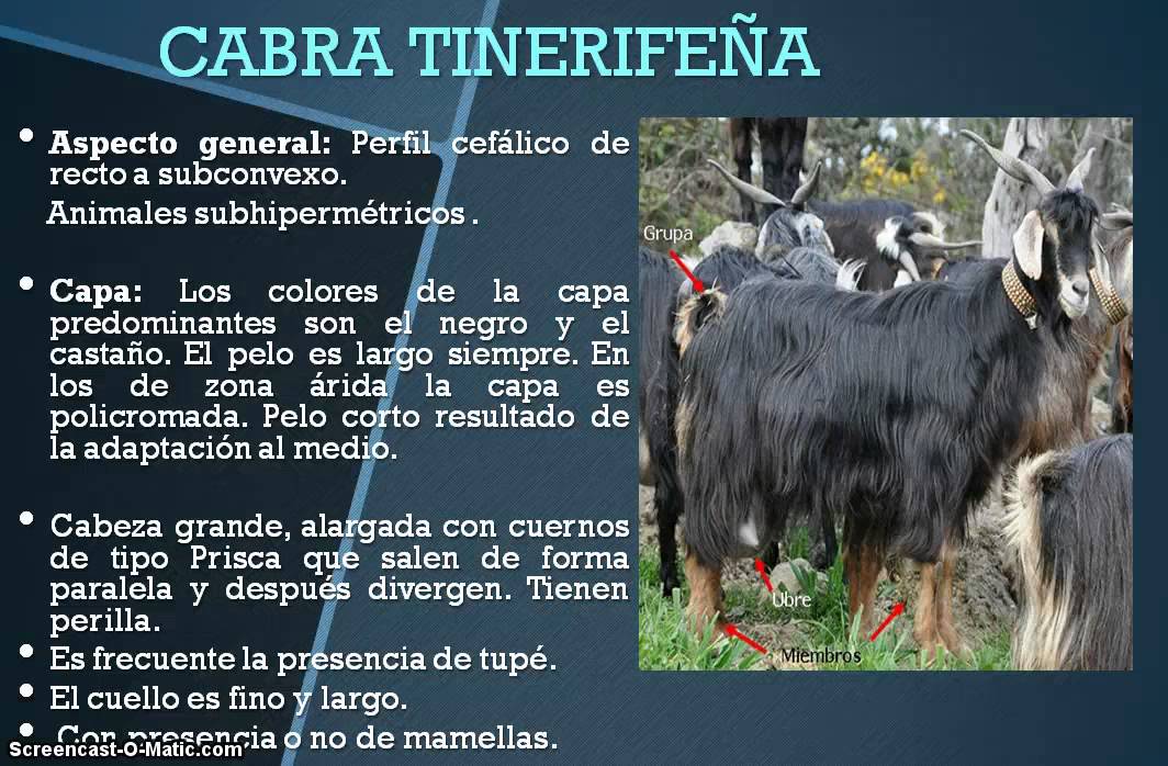 Razas Canarias