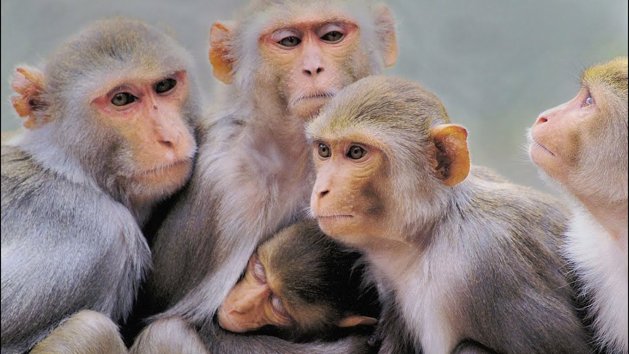#monkeychallenge