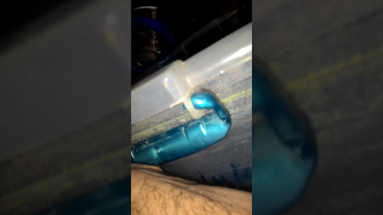 Amat&ouml;r ciklet baliklari doğurtma videosu