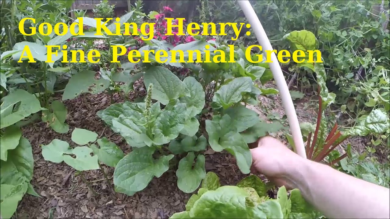Growing Good King Henry (Chenopodium bonus-henrius): A Short Update