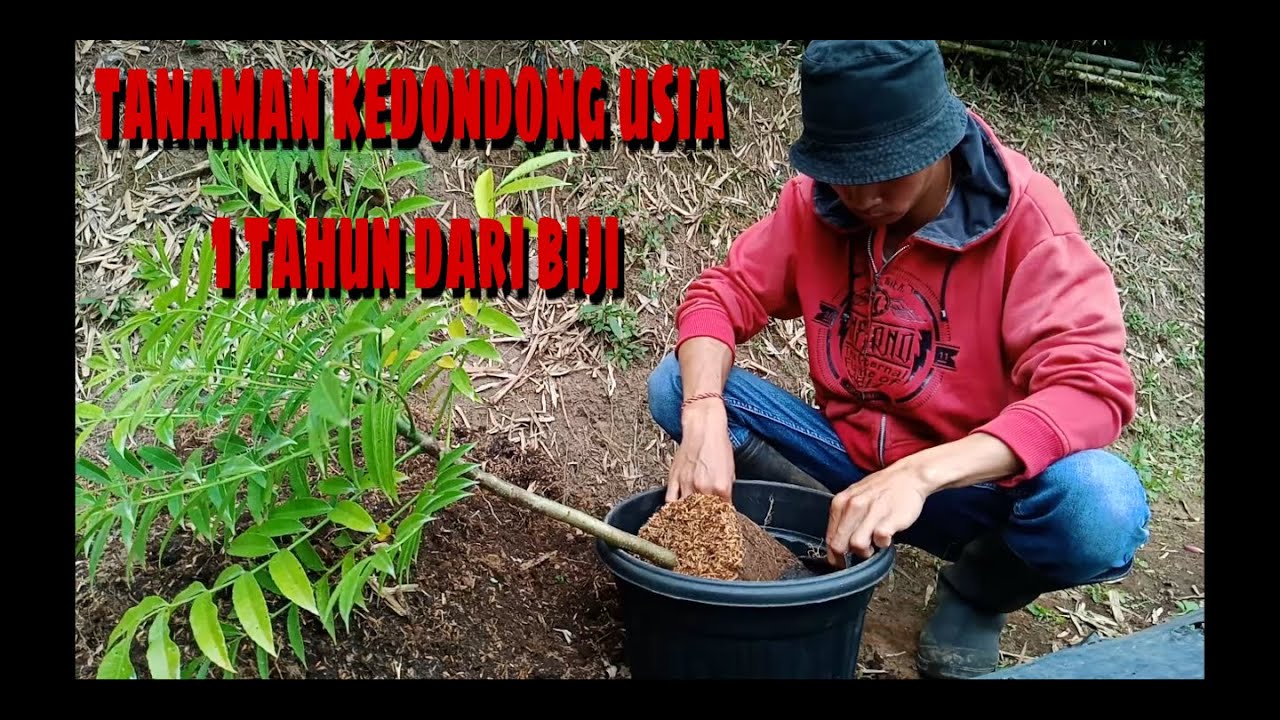 tabulampot kedondong