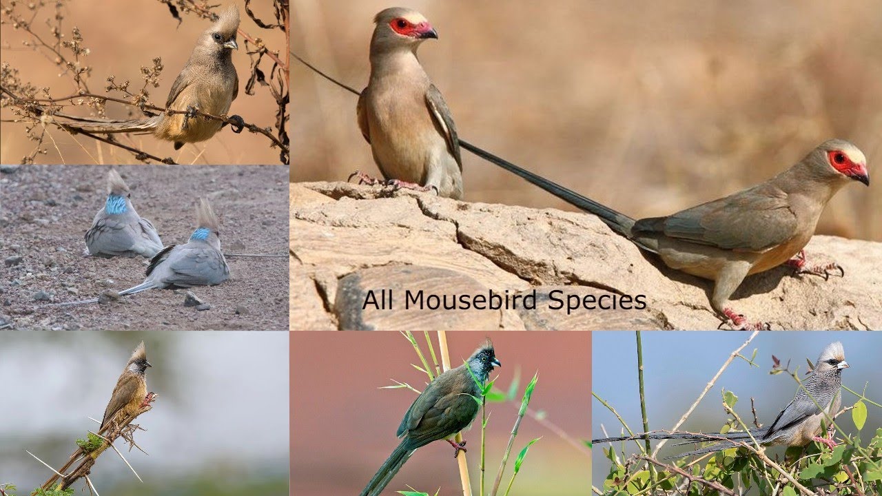 All Mousebird Species / types of mousebird / Coliidae