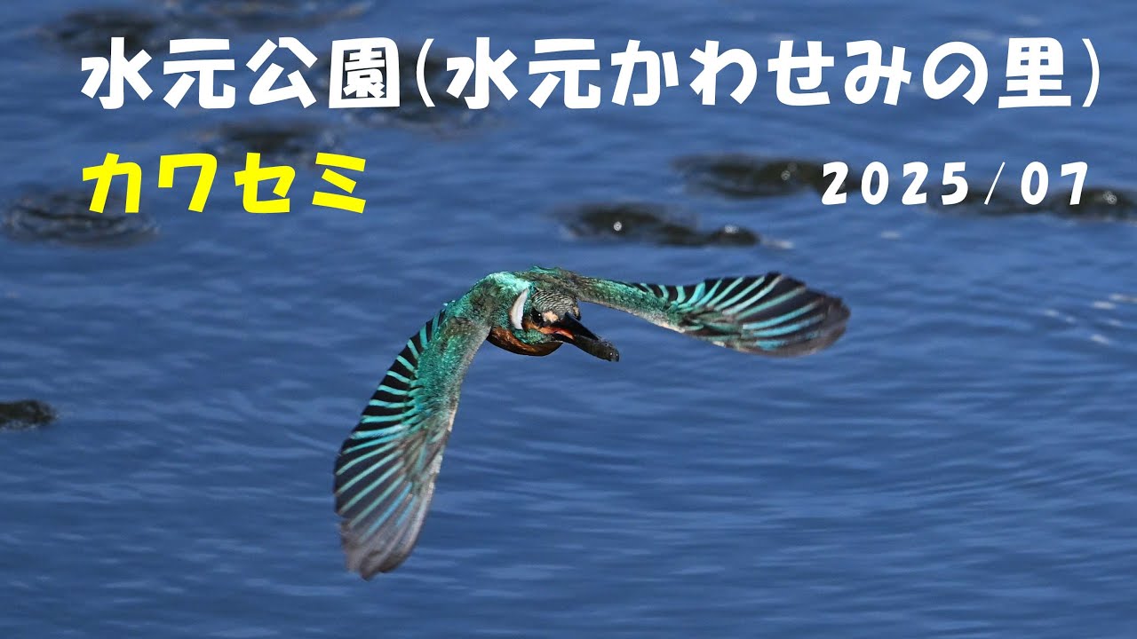 Z6III C60 水元公園(水元かわせみの里) カワセミ 2025/07