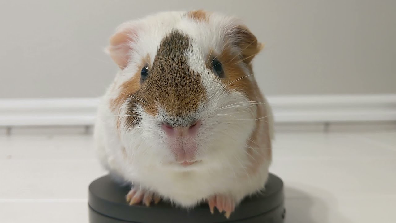 This Is Chip... He Is A Big Boy