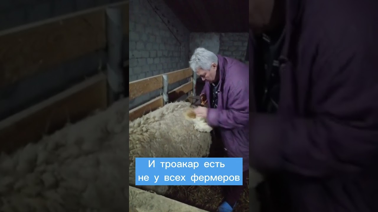 Барана пришлось протыкать ножом. Первая помощь животным. Спасение барана при острой тимпании рубца.