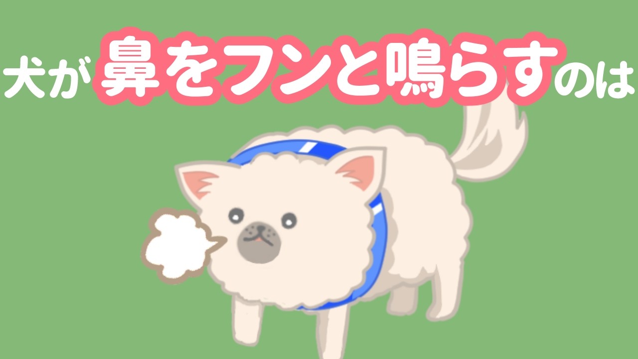 【そんな意味だったの!?】犬が鼻をフンと鳴らす「6つの理由」が奥深すぎた