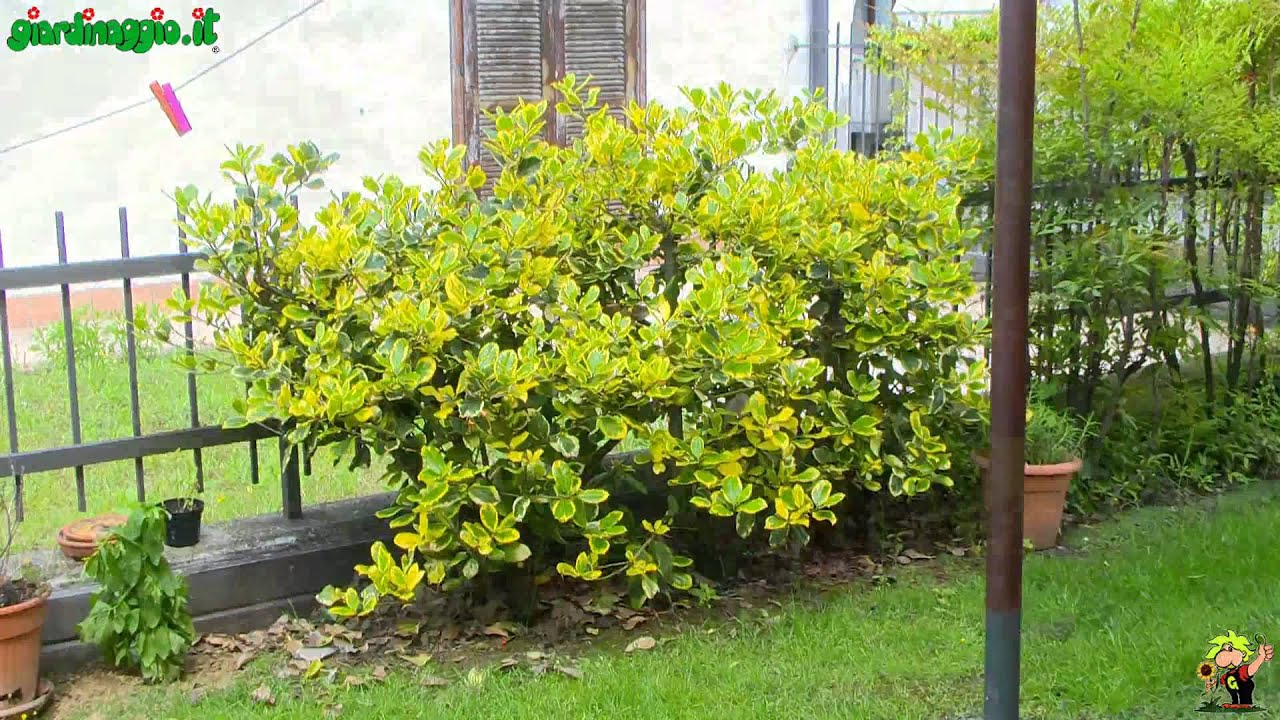 Come progettare un giardino ombreggiato