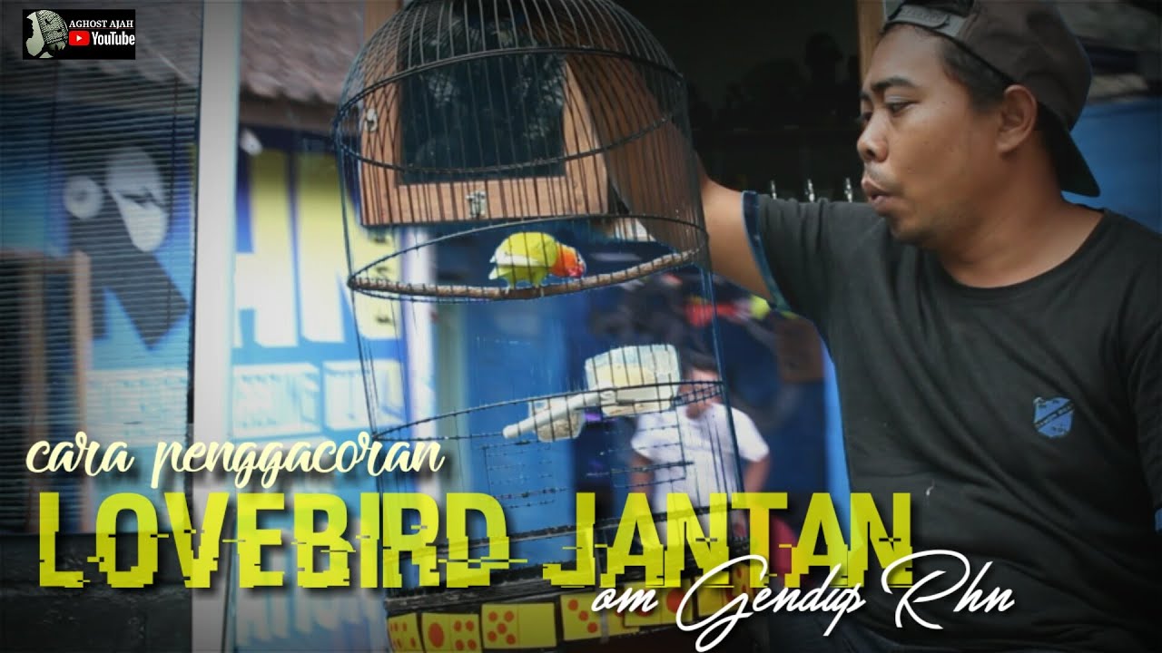 cara om gendub rhn menggacorkan lovebird jantan
