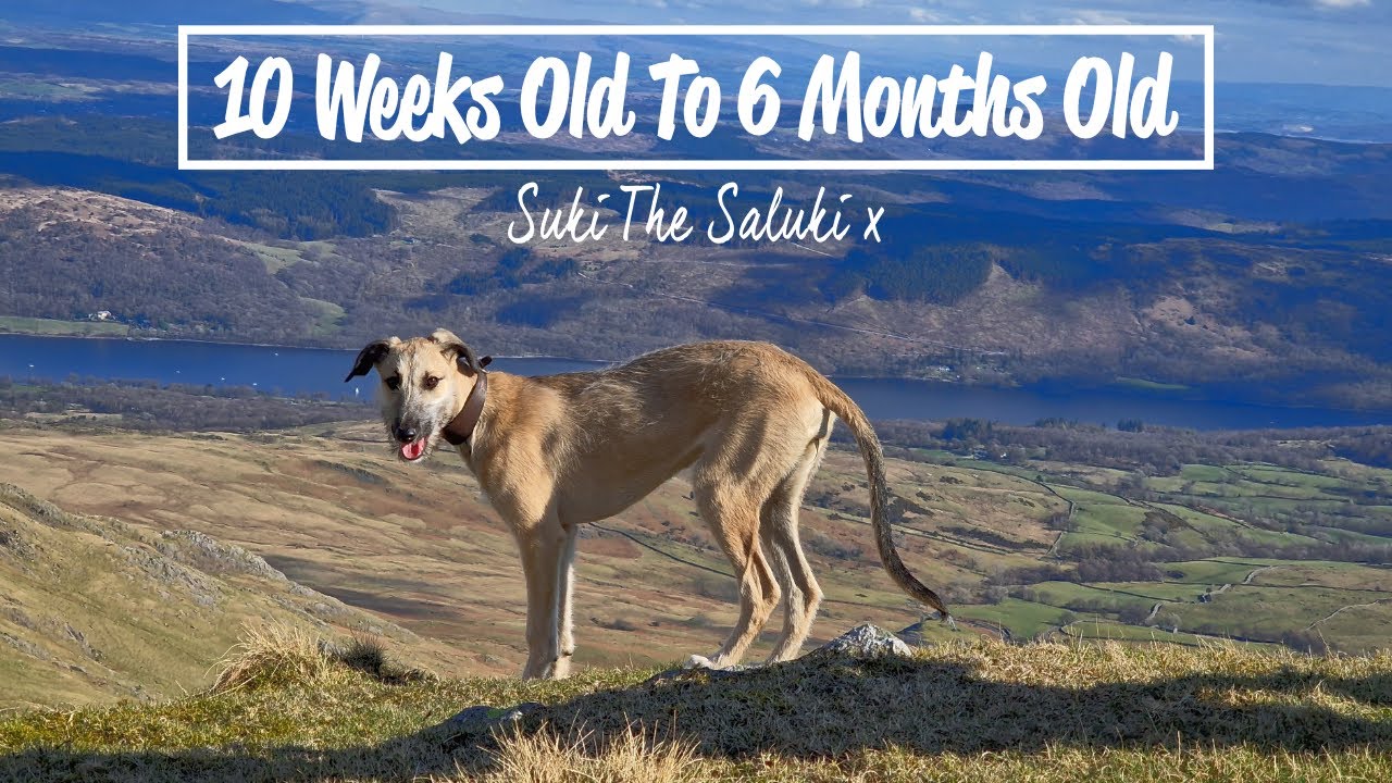 10 Weeks Old To 6 Months Old - Suki The Saluki