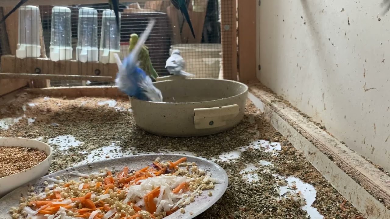6 Minute Budgies Bird Feeding