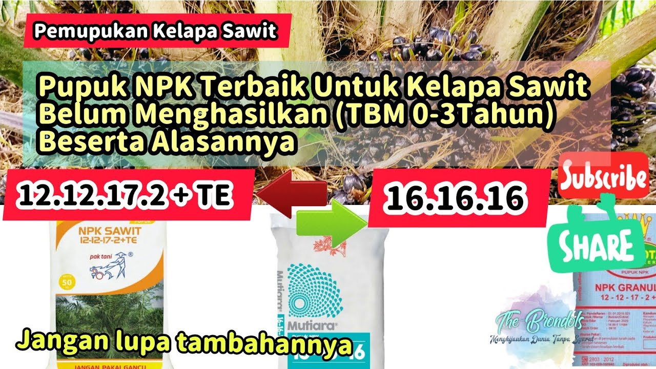 Pupuk Terbaik Untuk Kelapa Sawit Belum Menghasilkan Umur 0 - 3 Tahun Beserta Alasannya