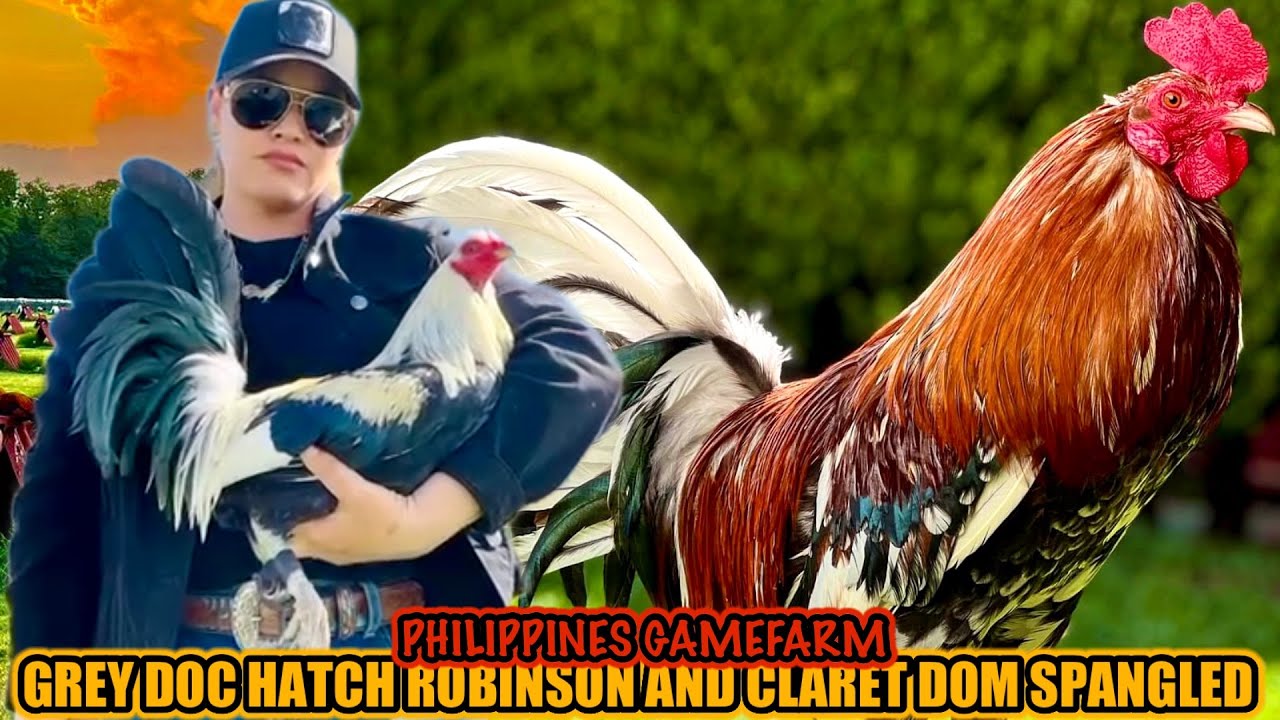 Grey Doc Hatch Robinson And Claret Dom Spangled ~ PHILIPPINES GAMEFARM