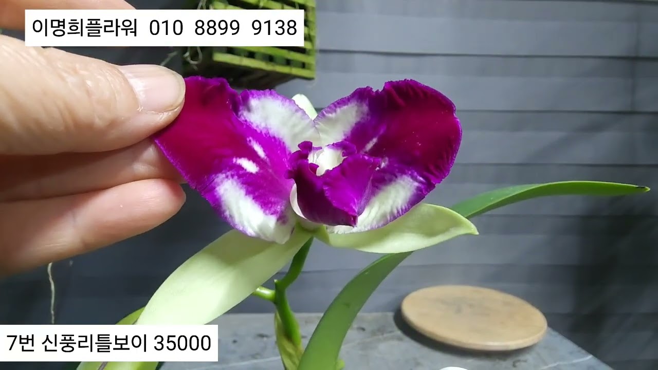 2026.1.21  이명희플라워   010  8899 9138   뷰티하모니 앵석곡 크리스마스로즈 석곡 메리
