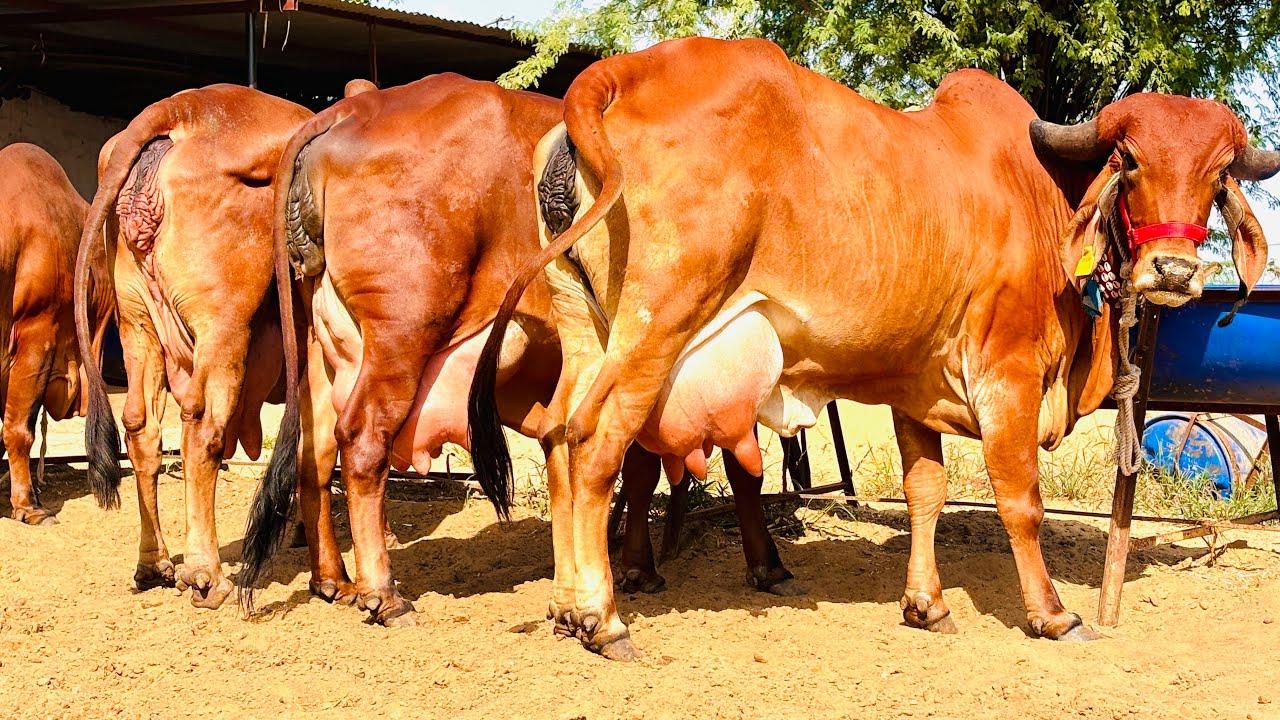 भारी संख्या मे दुधारू #गीरगाय जायज रेट मे यहा से खरीदे || #Gircow Yadav Dairy Farm Raj. (9511592301)