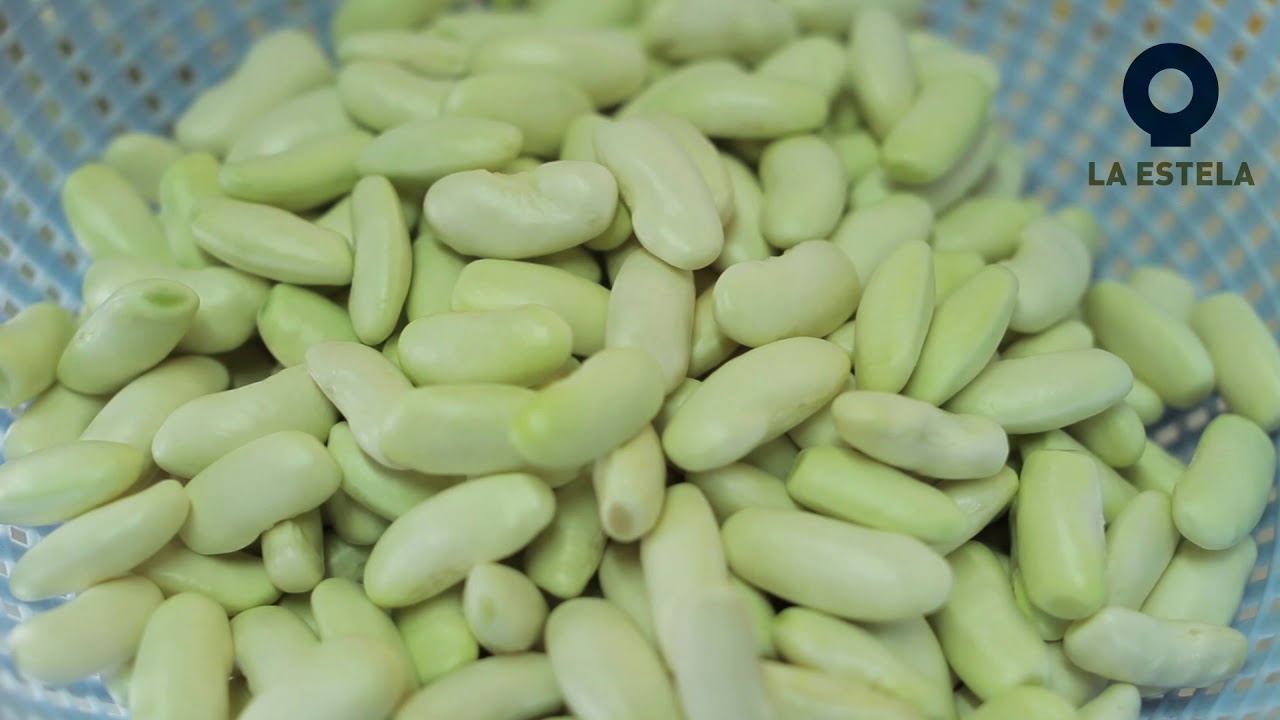 Proceso de producción de faba asturiana IGP y verdinas