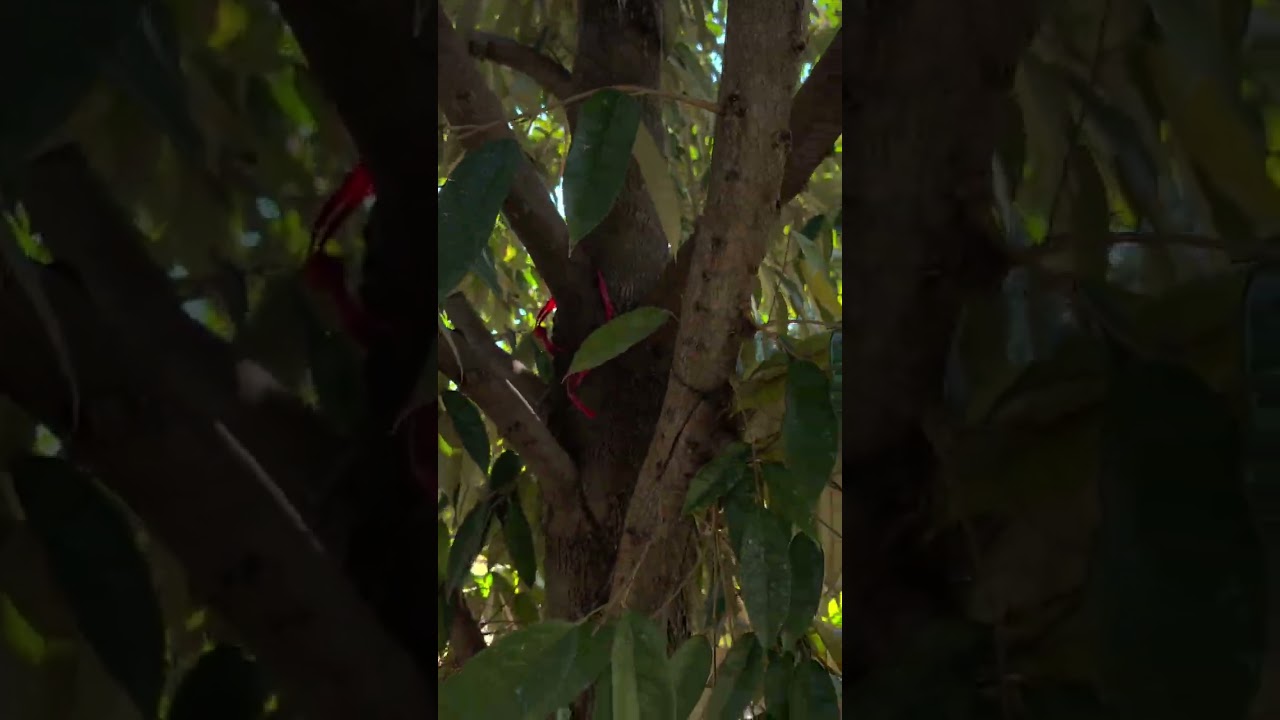 មុនធ្វើស្ត្រេសយកផ្កា