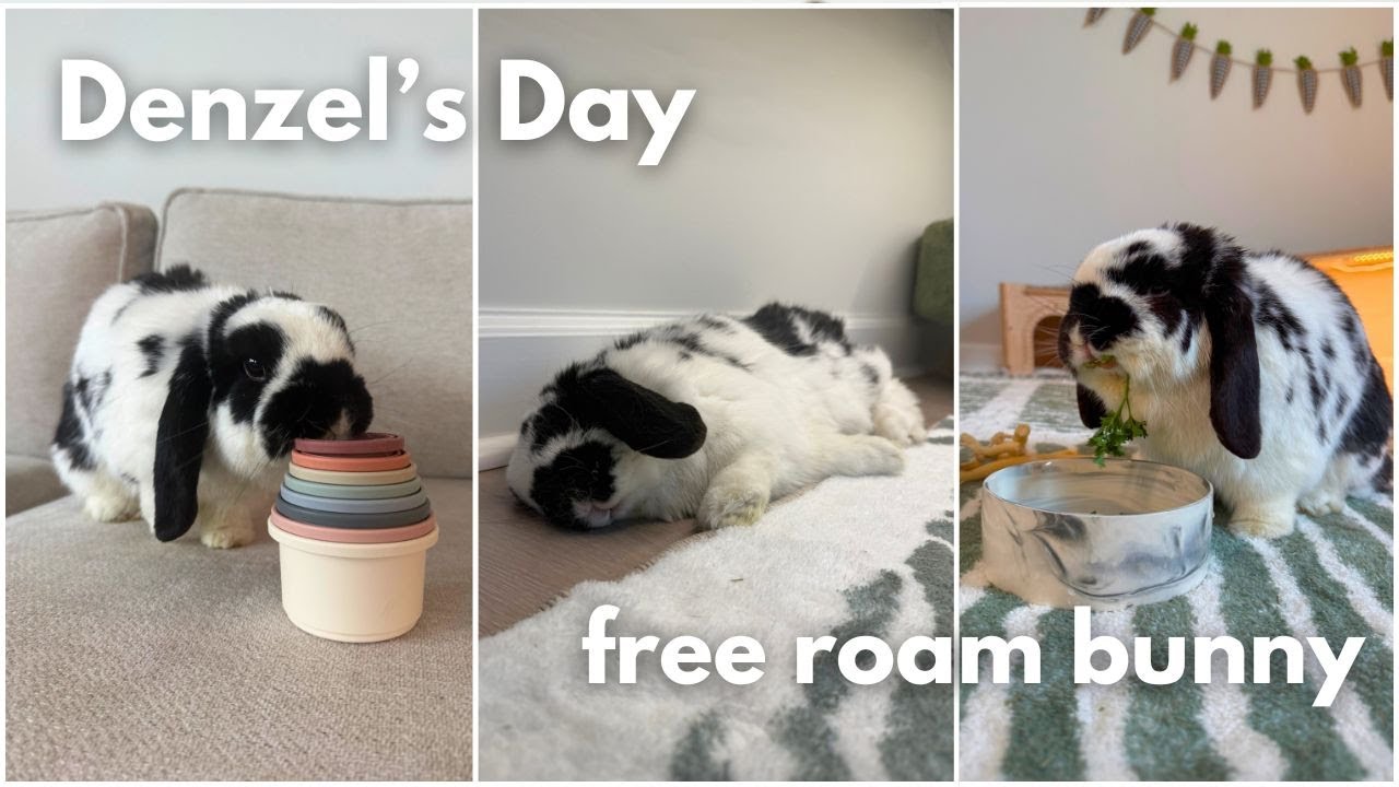 A day in the life of a free roam bunny