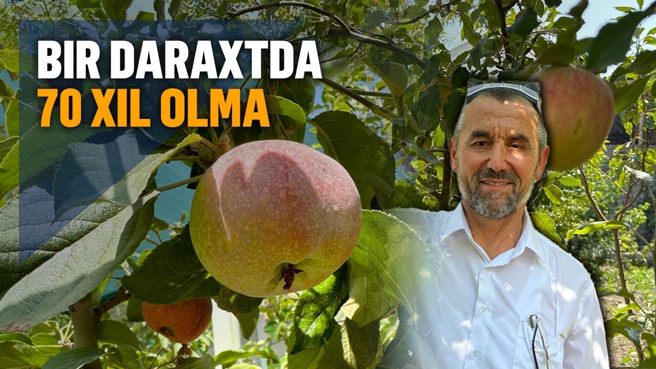 Bir daraxtga 70 xil olma payvand qilgan oltiariqlik bog‘bon